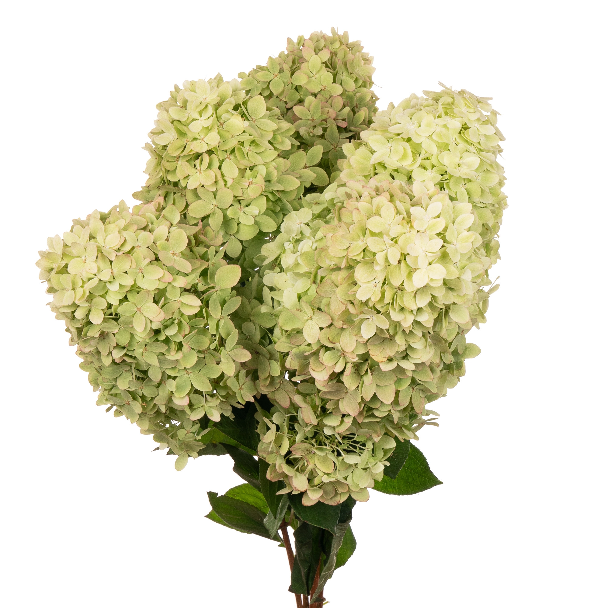 Hydrangea magical candle