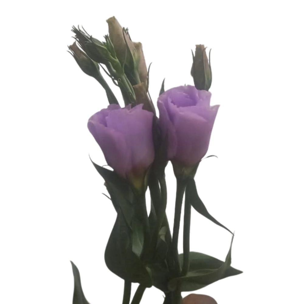 Eustoma double picolo lavender
