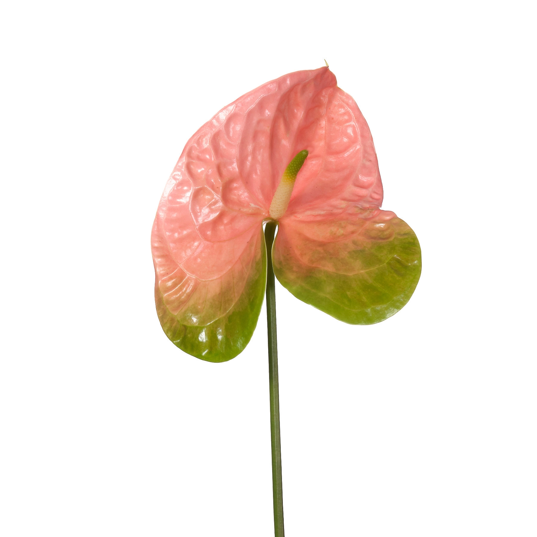 Anthurium senator