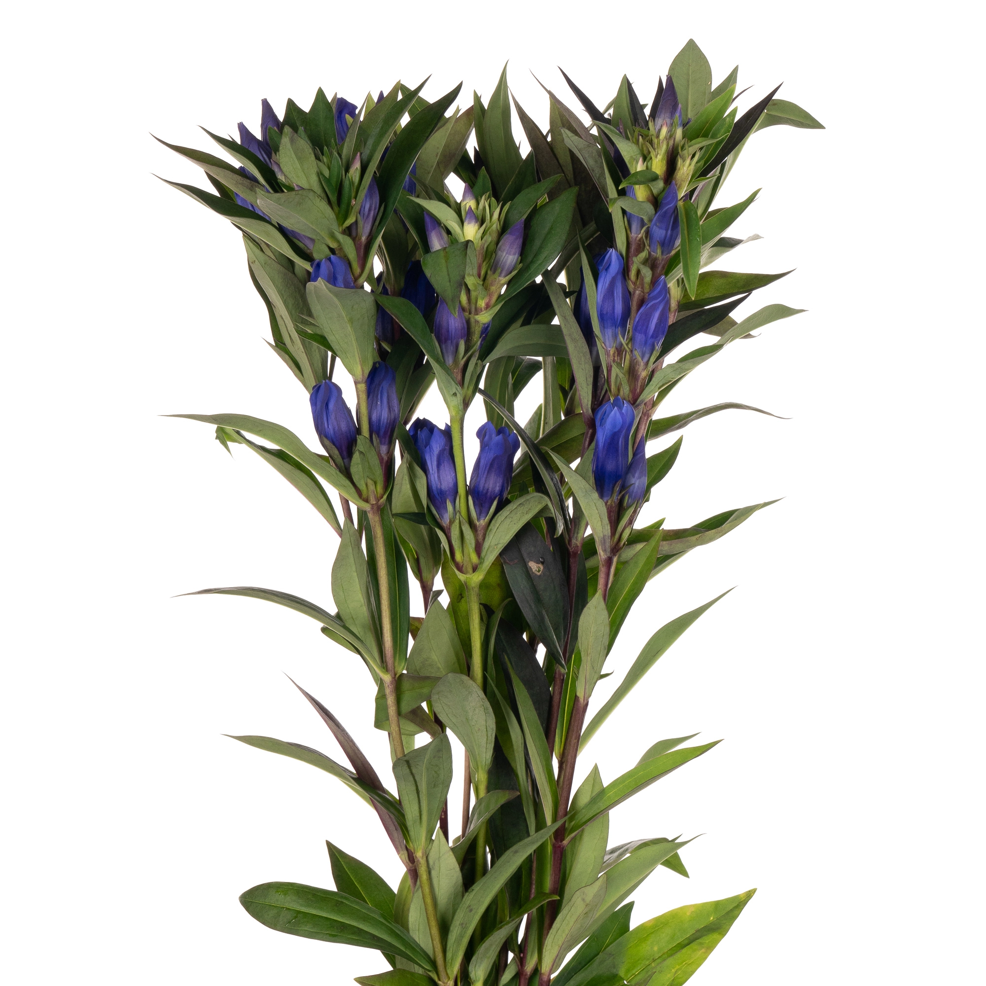 Gentiana blue sky