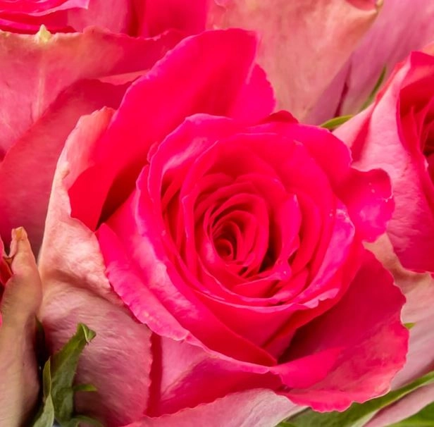 Rose madam pink