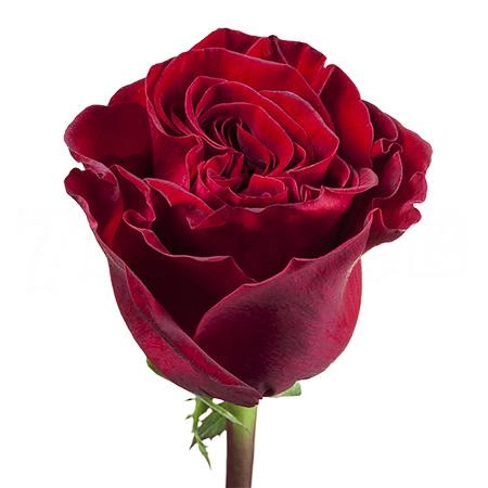 Rose wanted