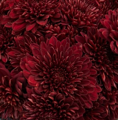 Chrysanthemum spray maroon red
