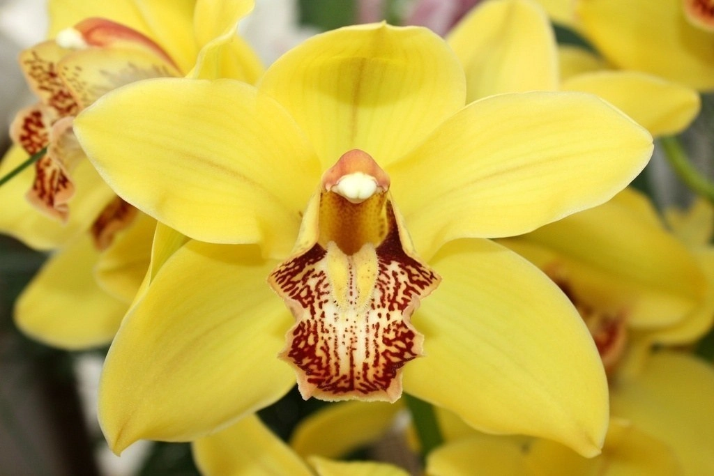 Cymbidium gold | Wholesale flowers, plants and supplies Cymbidium gold