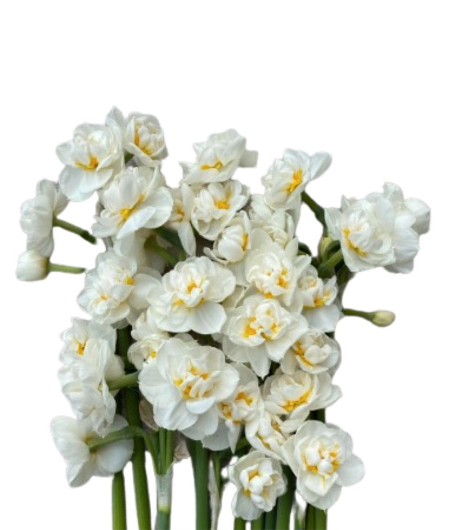 Narcissus | Wholesale flowers, plants and supplies Narcissus