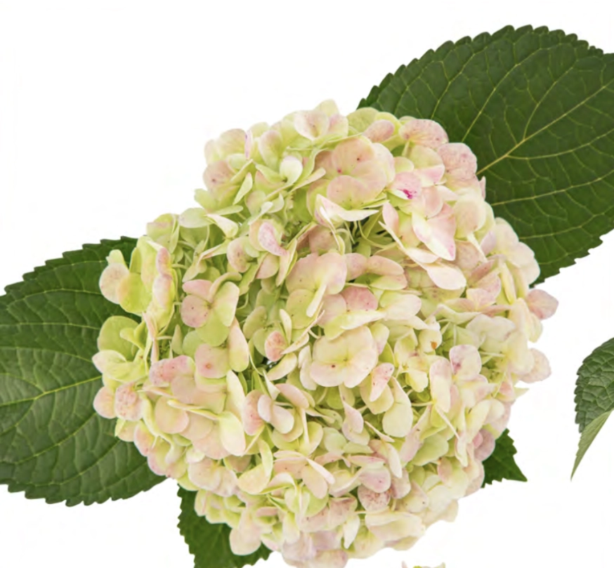 Hydrangea jumbo antique green