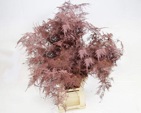 Blad Asparagus vrf bruin