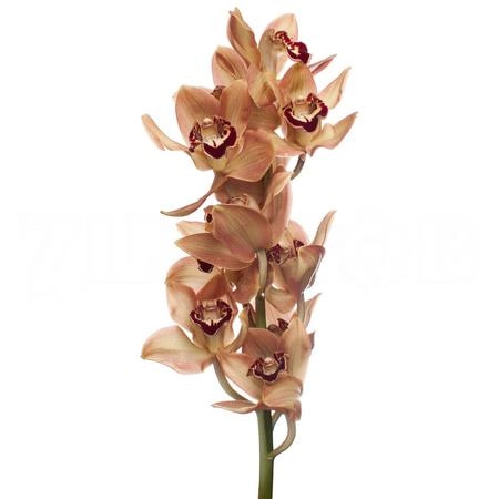 Cymbidium autumn crisp charly brown | Wholesale flowers, plants and supplies Cymbidium autumn crisp charly brown