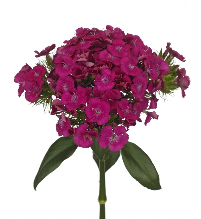 Carnation kiwi kico fucsia