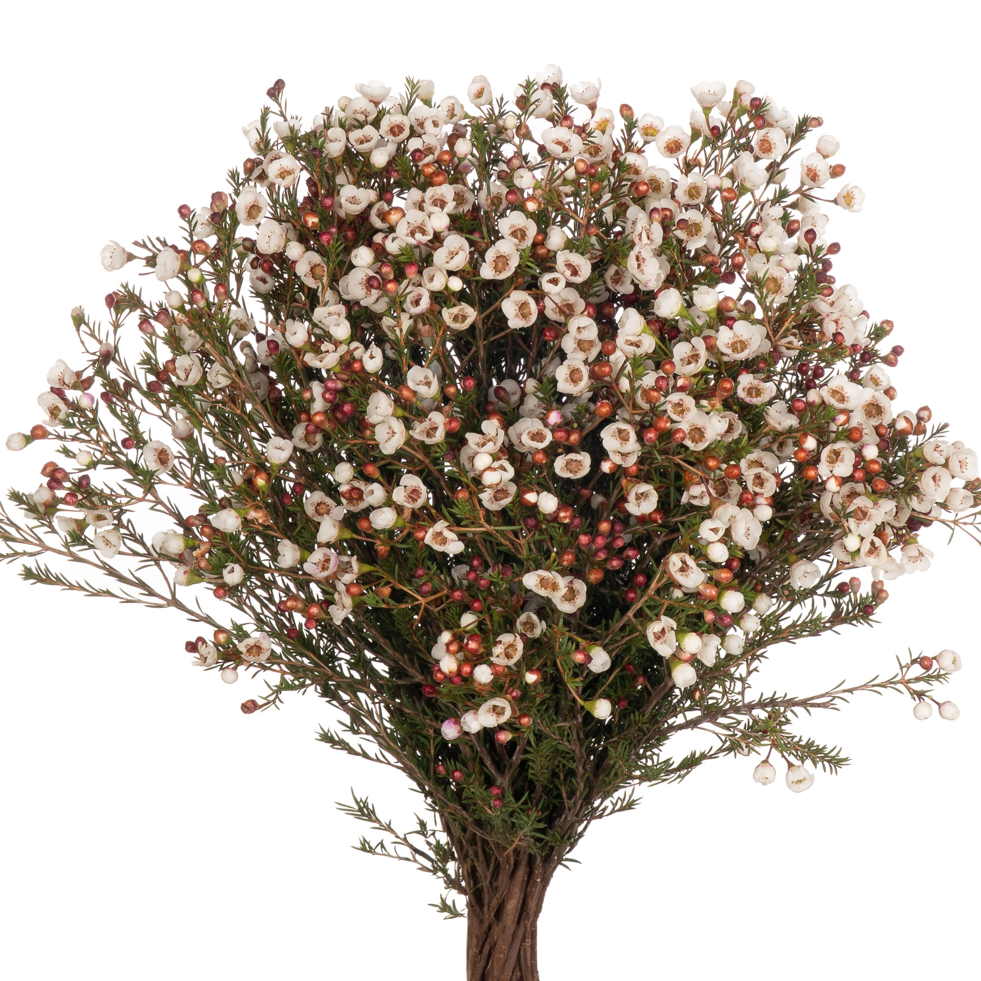 Chamelaucium moonlight delight
