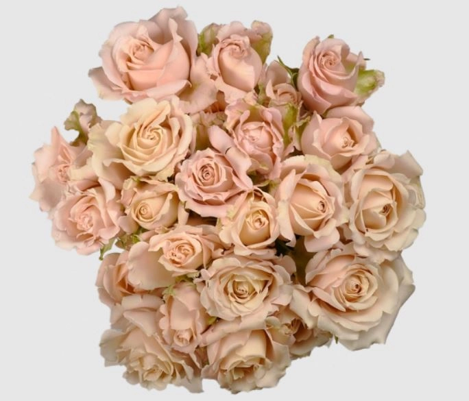 Rose spray sahara
