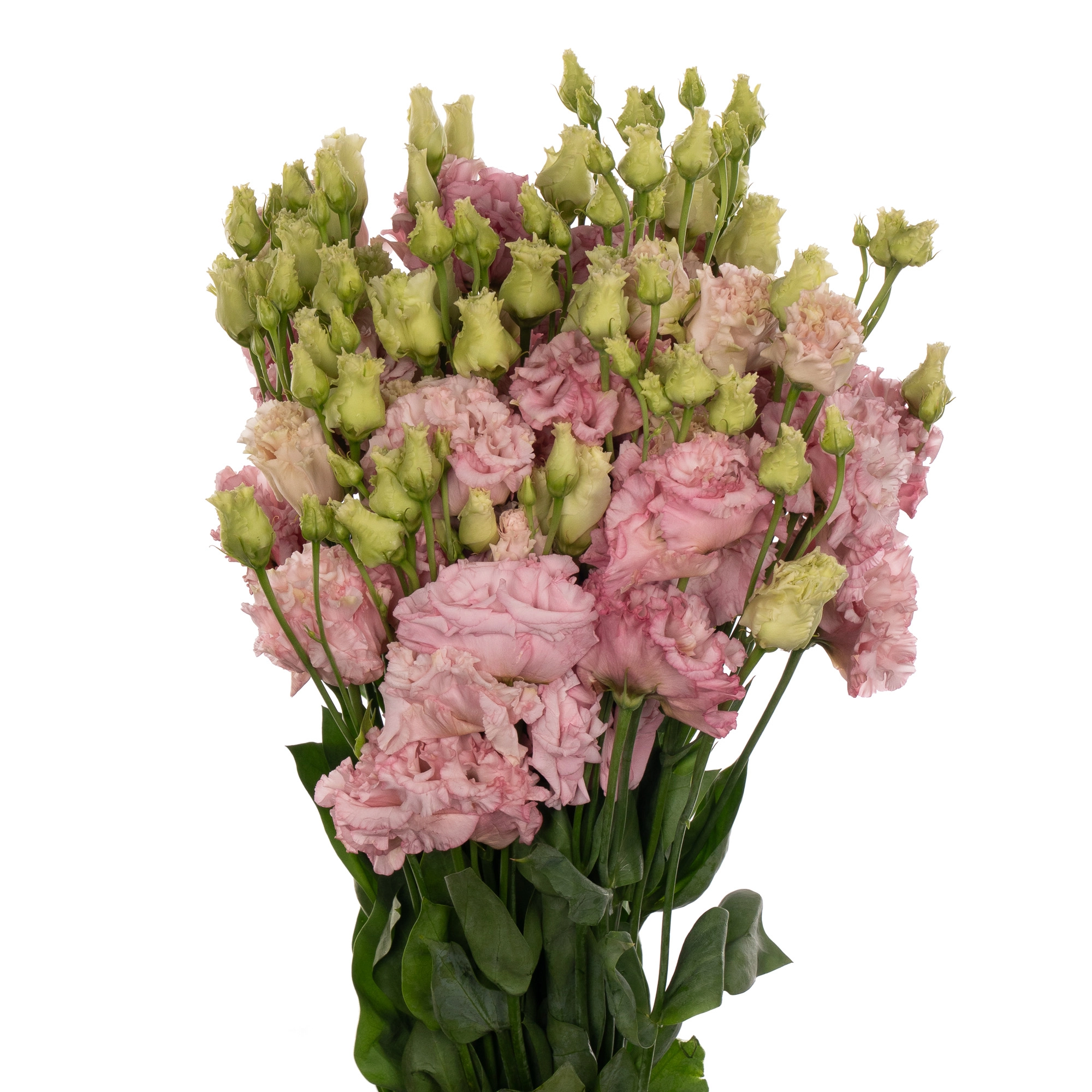 Eustoma double alissa light pink