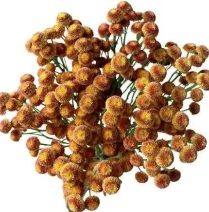 Chrysanthemum santini f26