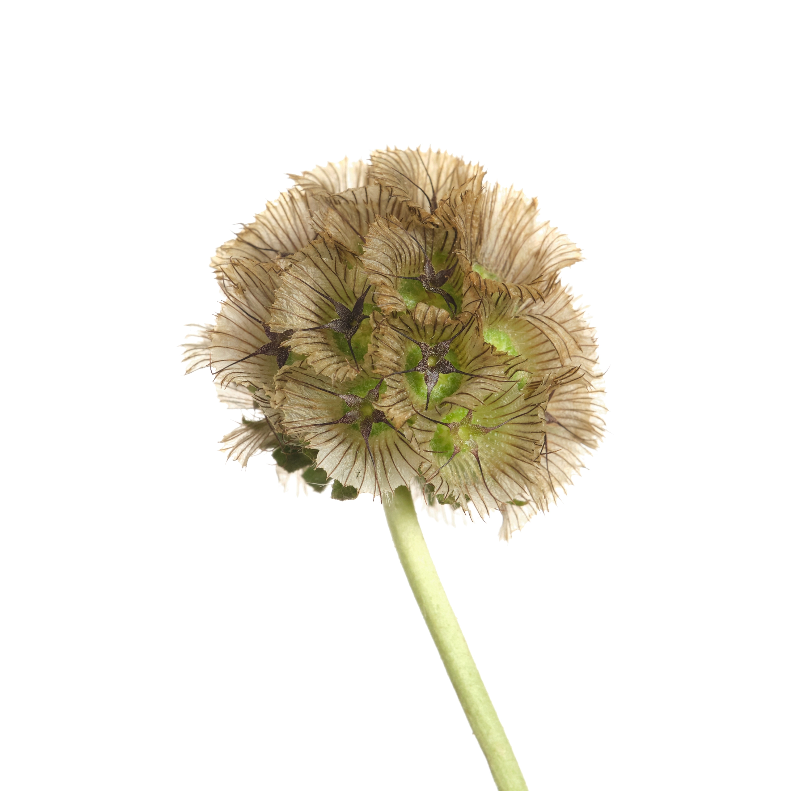 Scabiosa stellata