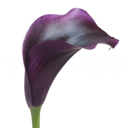 Zantedeschia captain carrera | Wholesale flowers, plants and supplies Zantedeschia captain carrera