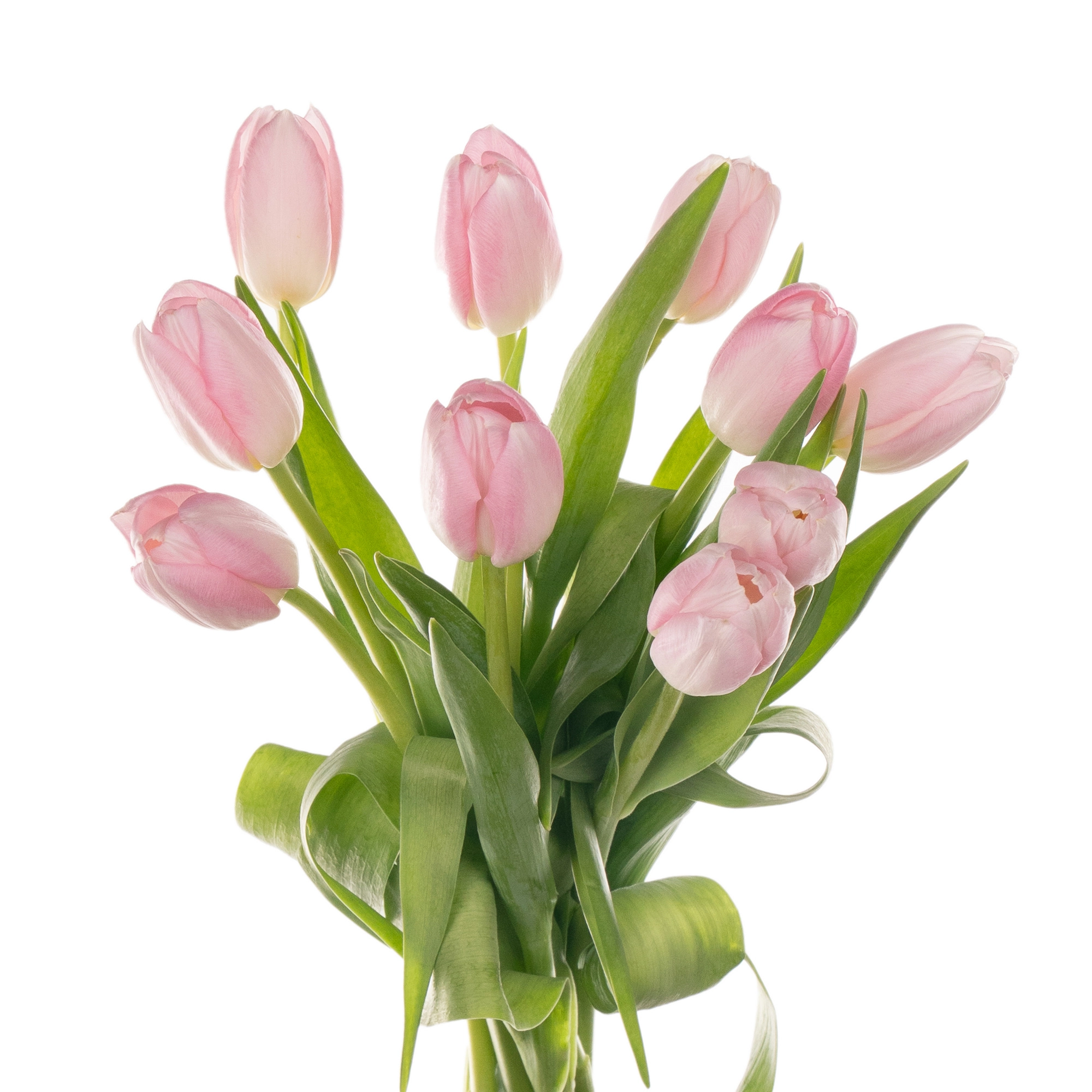 Tulip enkel dynasty