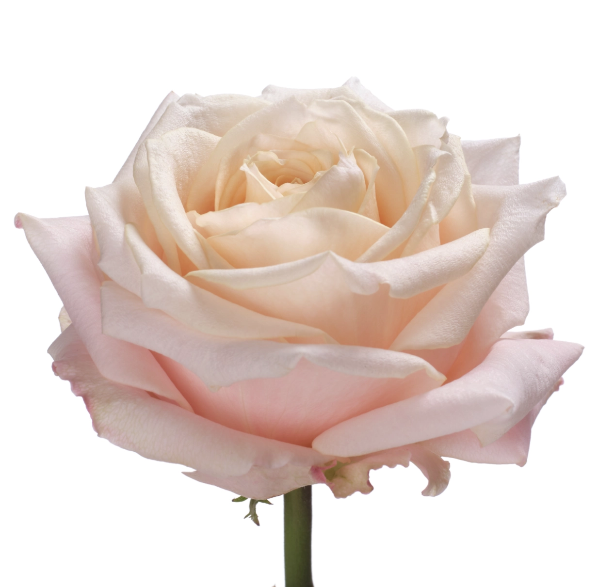 Rose calixta