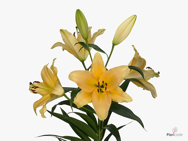 Lilium oriental corcovado