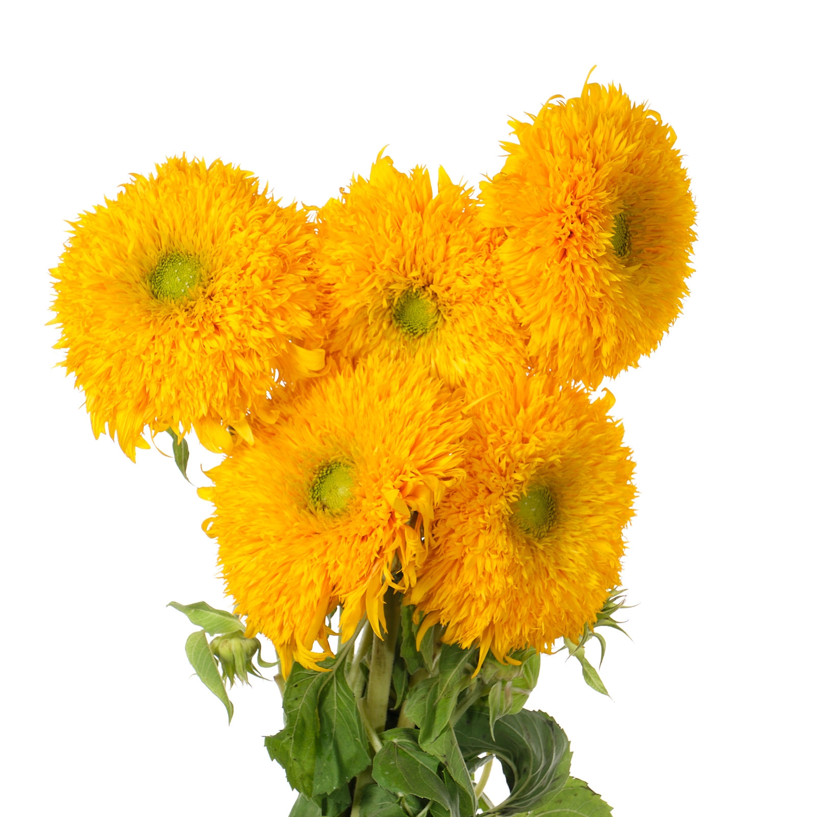 Helianthus double sun king