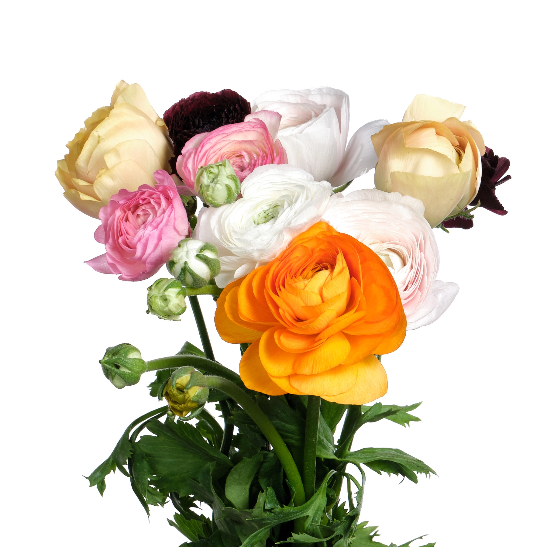 Ranunculus clooney mix