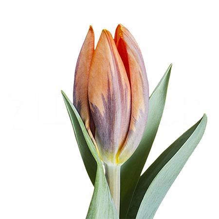 Tulip enkel princes irene