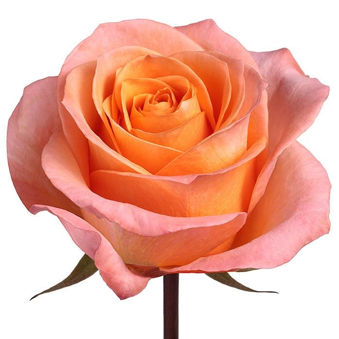 Rose coral reef | Wholesale flowers, plants and supplies Rose coral reef