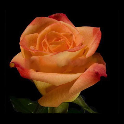 Rose miracle