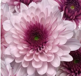 Chrysanthemum single podolsk