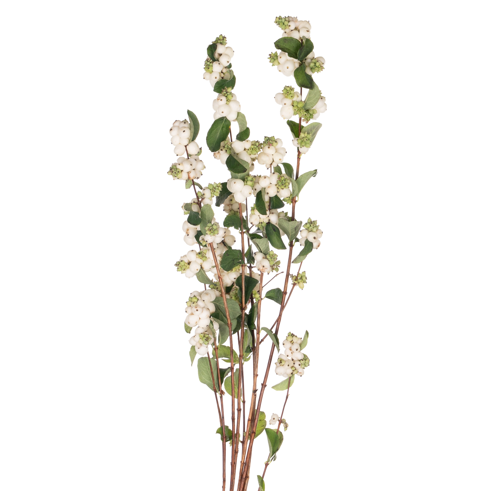 Symphoricarpos white