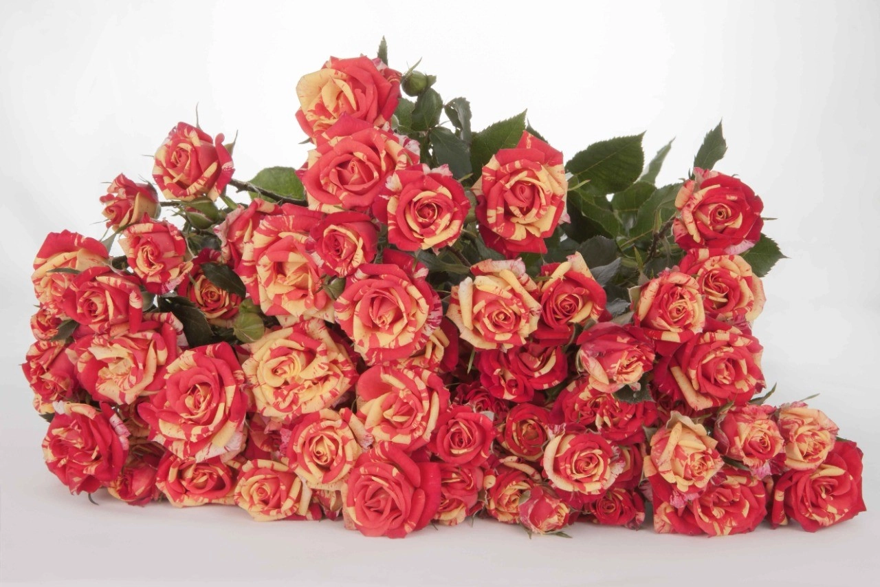 Rose spray fire flash | Wholesale flowers, plants and supplies Rose spray fire flash
