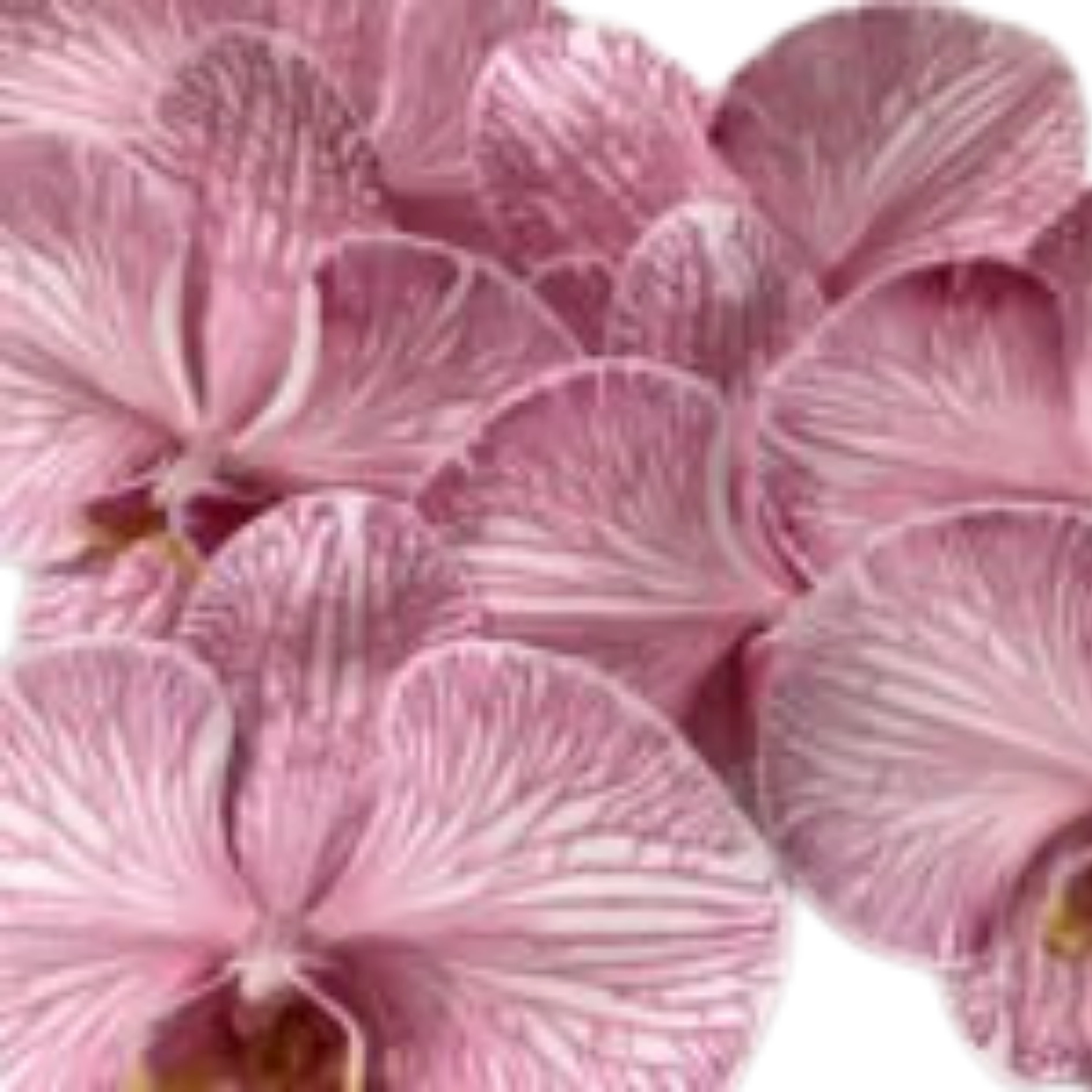 Phalaenopsis dyed rose