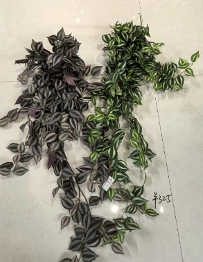 Tradescantia | Wholesale flowers, plants and supplies Tradescantia