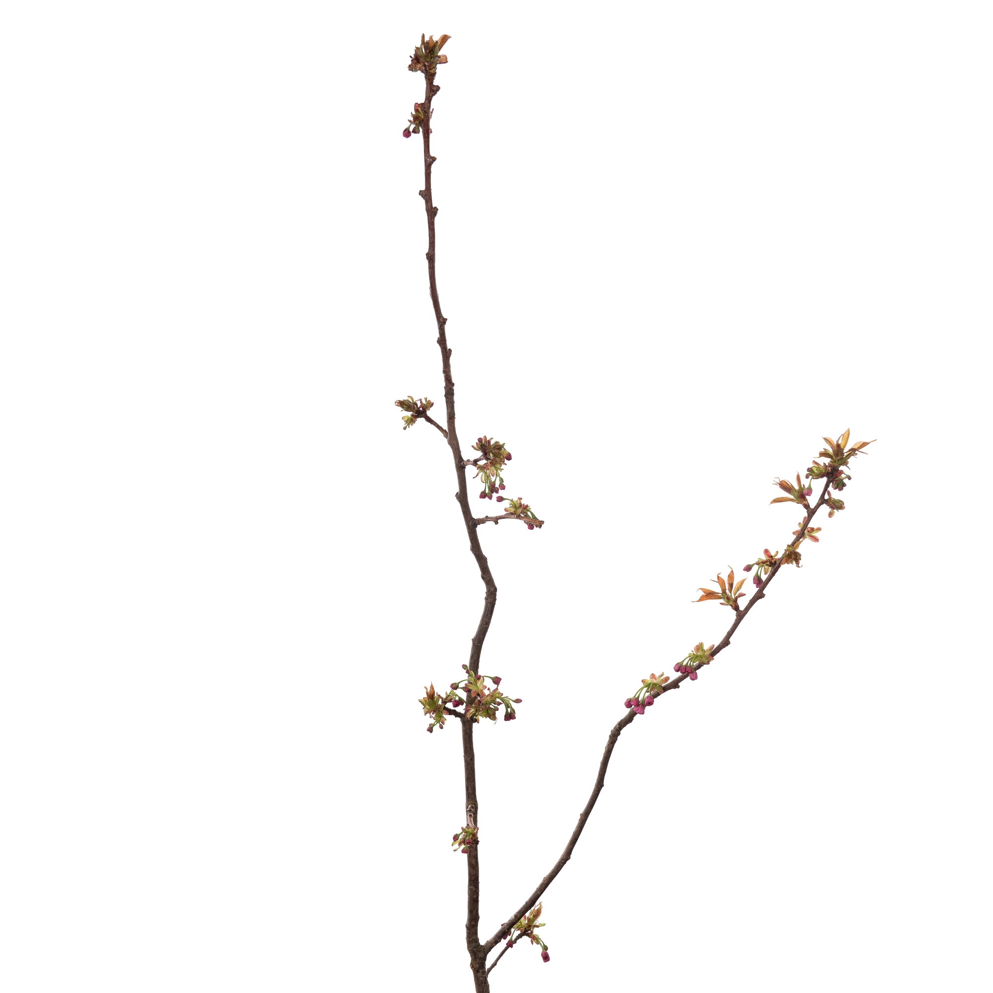 Branch Prunus Sakura flowering serrulata pink