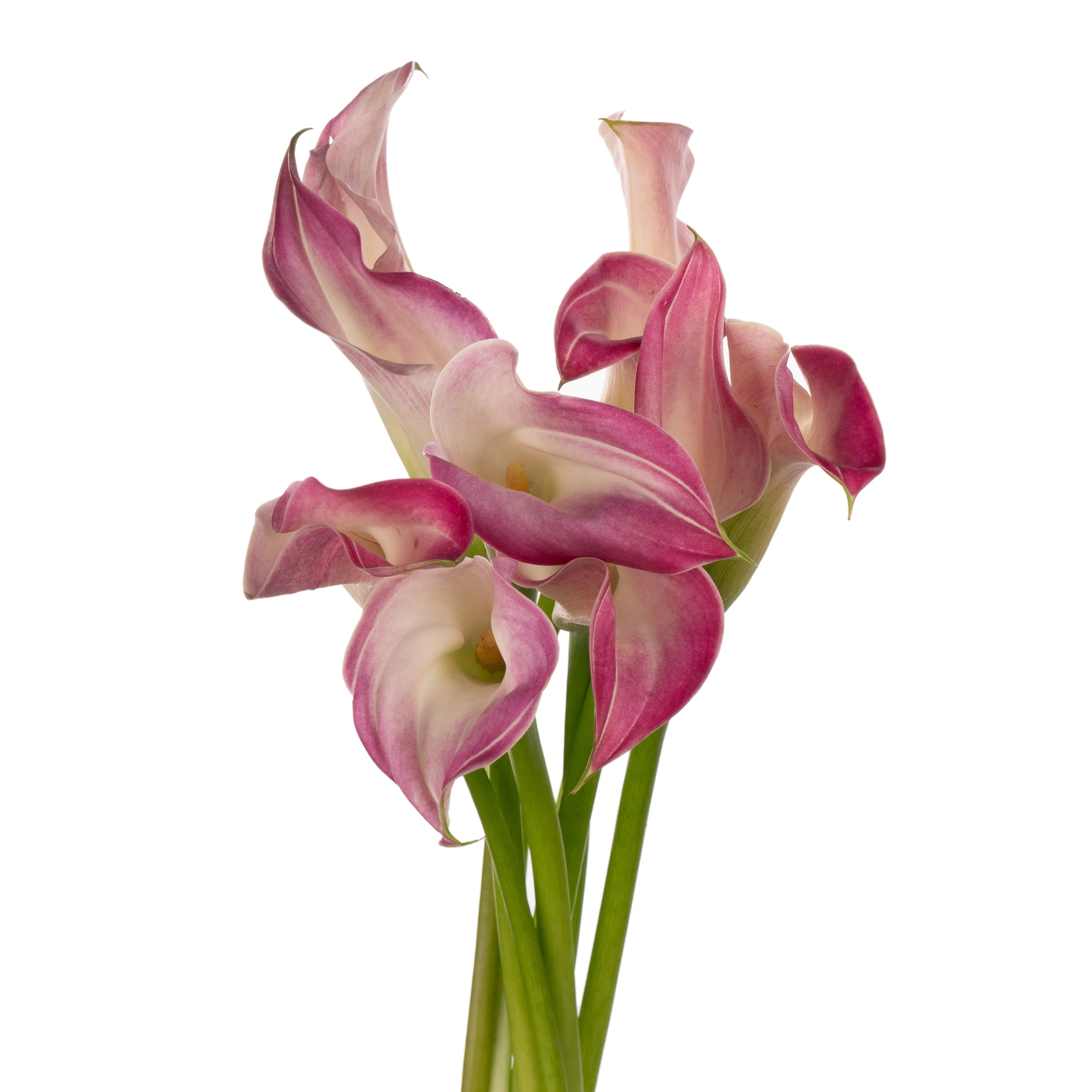 Zantedeschia call mario