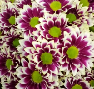 Chrysanthemum spray michelle