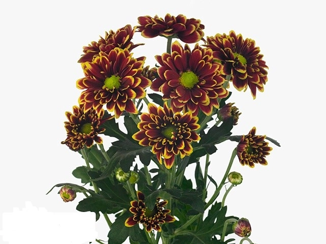 Chrysanthemum spray amethyst yellow