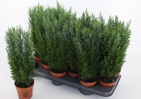 Chamaecyparis potted ellwoodii