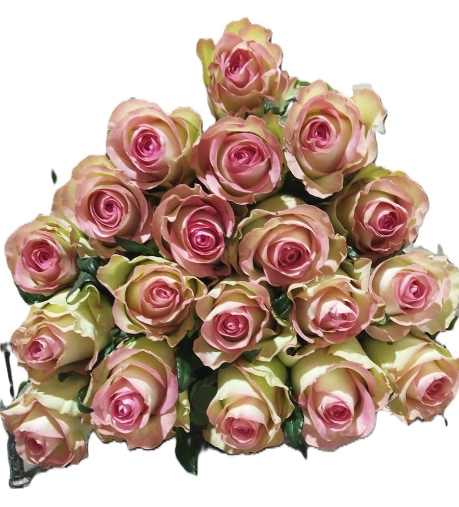 Rose secret whisper | Wholesale flowers, plants and supplies Rose secret whisper