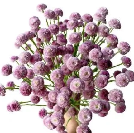 Chrysanthemum santini f1