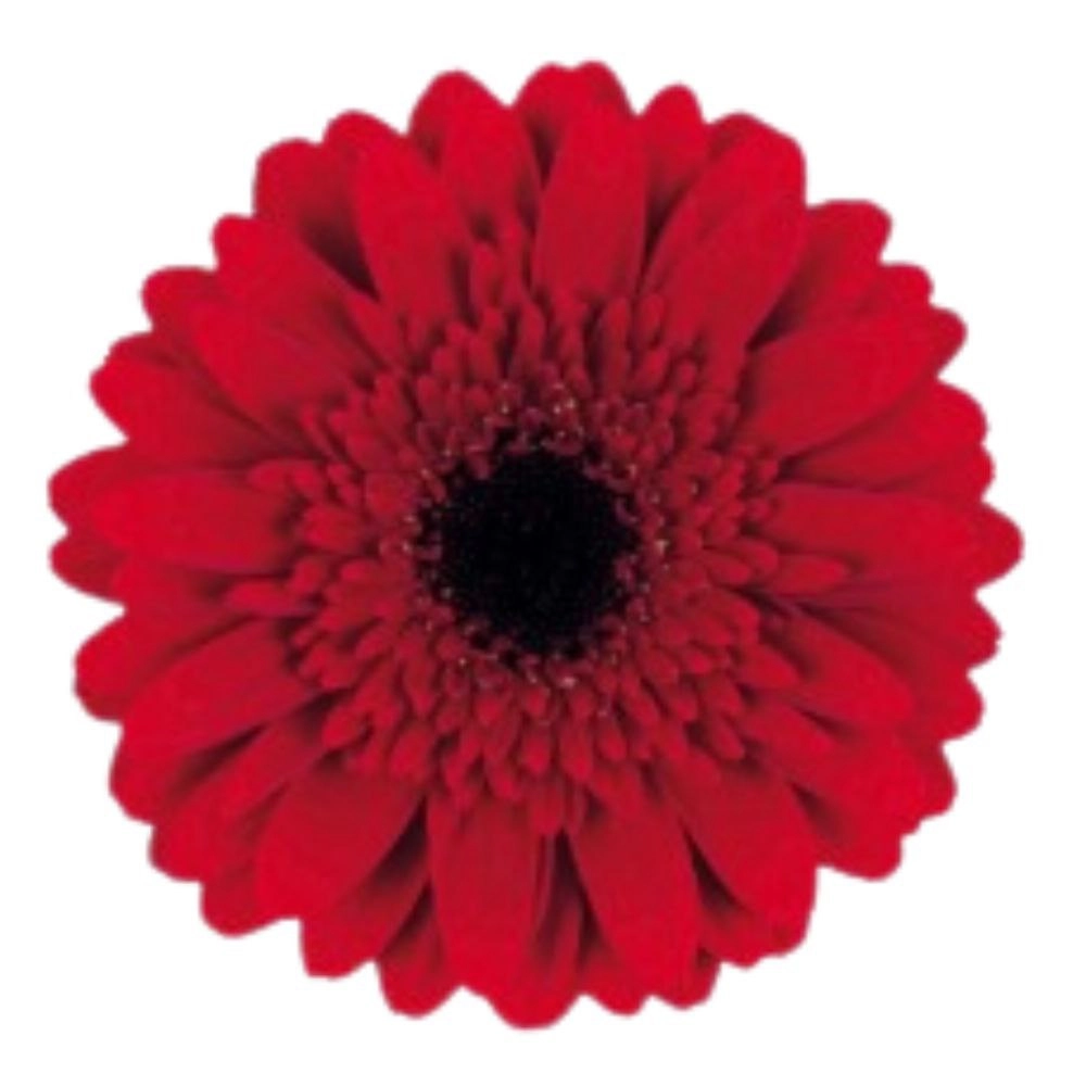 Gerbera mini masserati