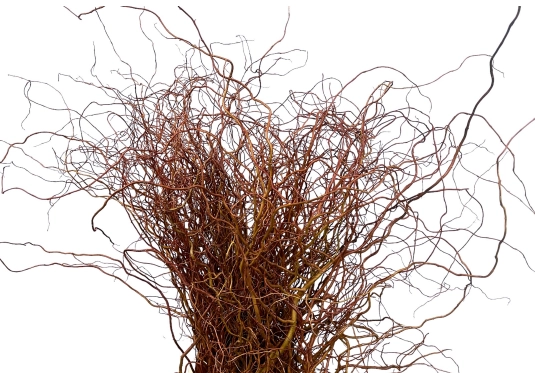 Salix darts snake
