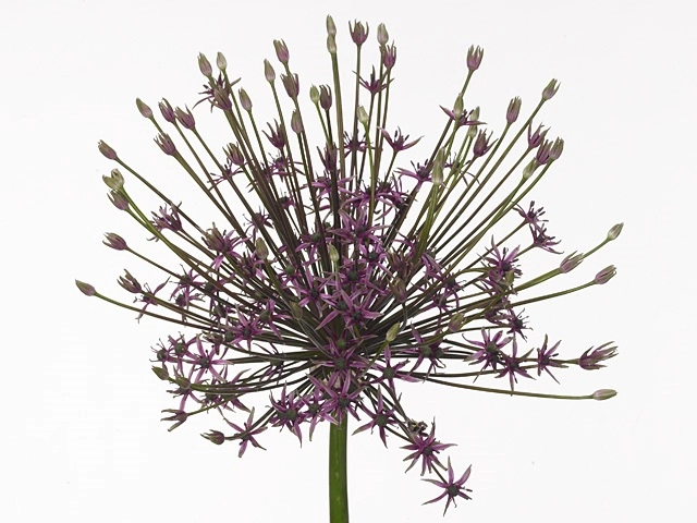 Allium spider
