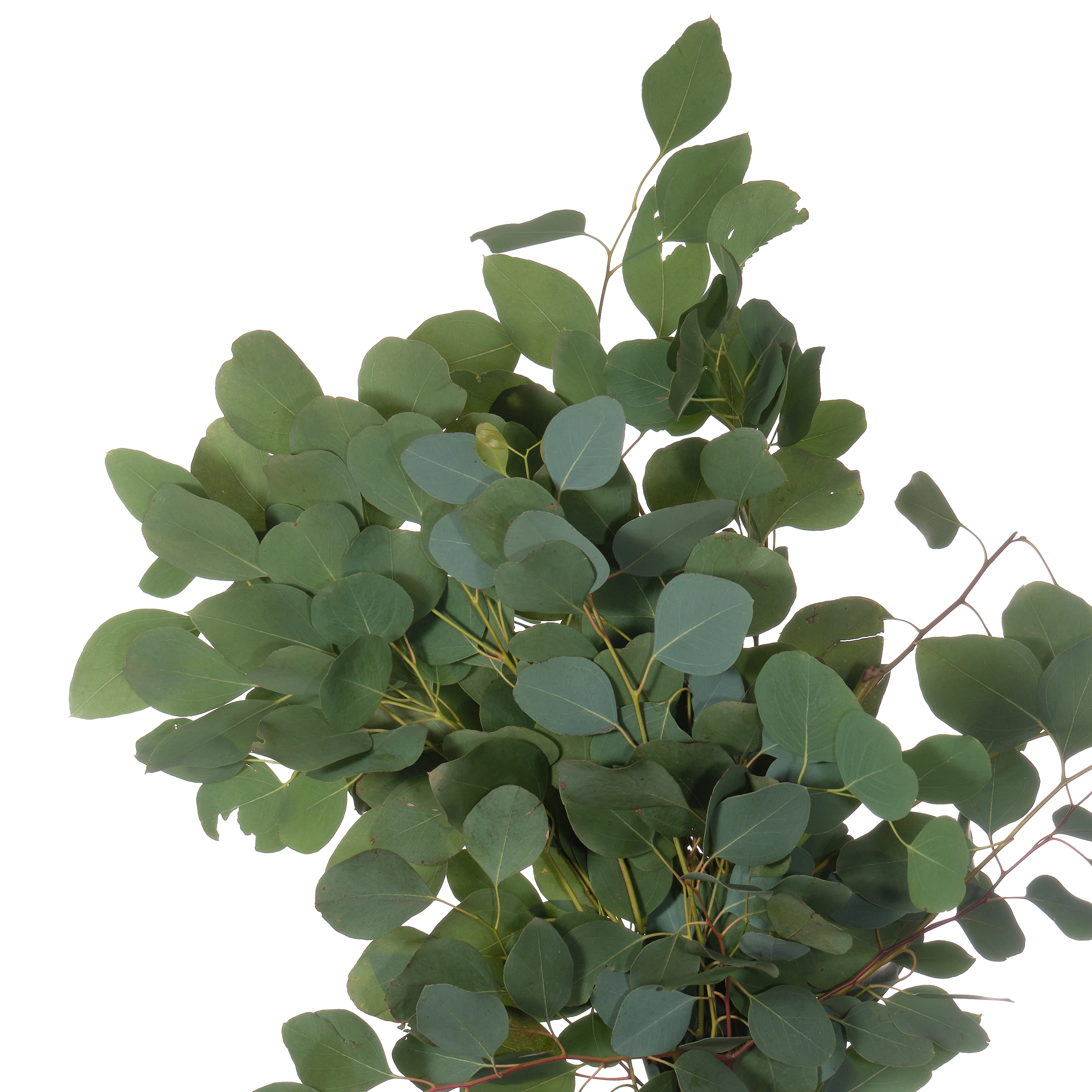 Blad Eucalyptus populus | Wholesale flowers, plants and supplies Blad Eucalyptus populus