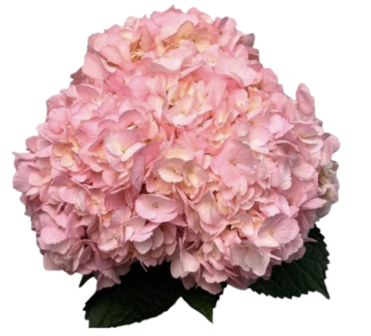Hydrangea jumbo delicate pink