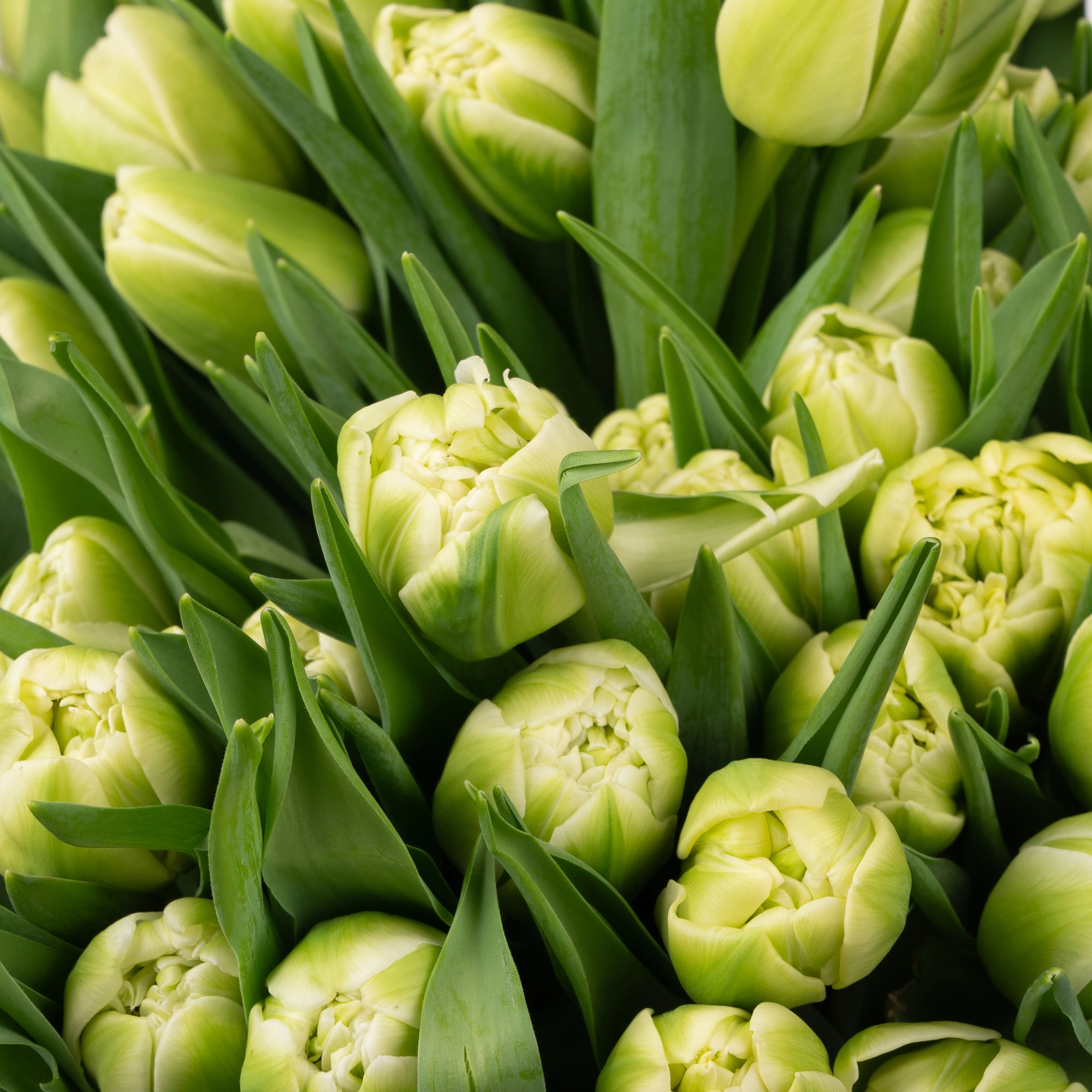 Tulip double avant garde