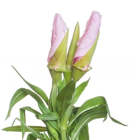 Clarkia grace rose-pink