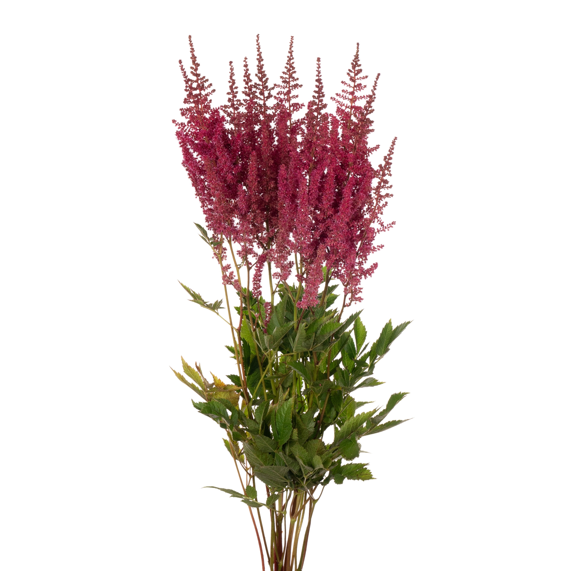 Astilbe paul gäarder