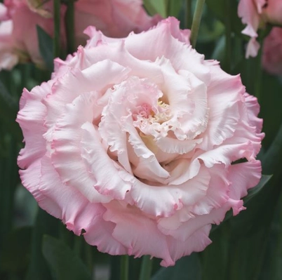 Eustoma wave ice pink