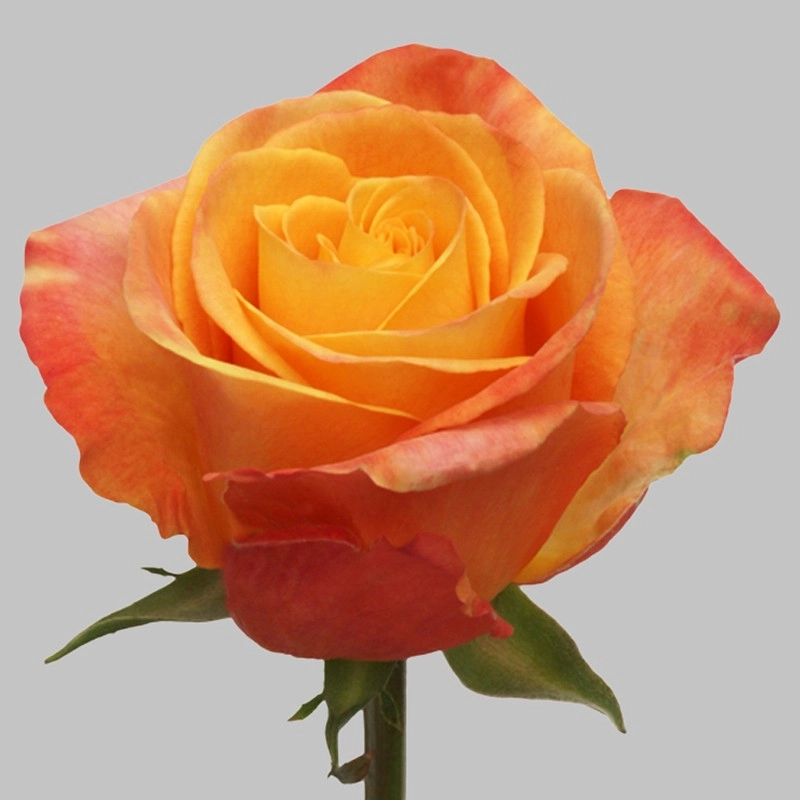 Rose confidential | Wholesale flowers, plants and supplies Rose confidential