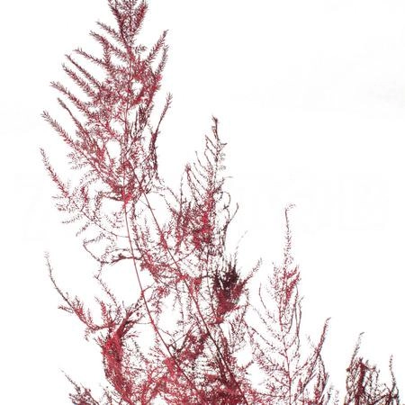 Blad Asparagus tinted red